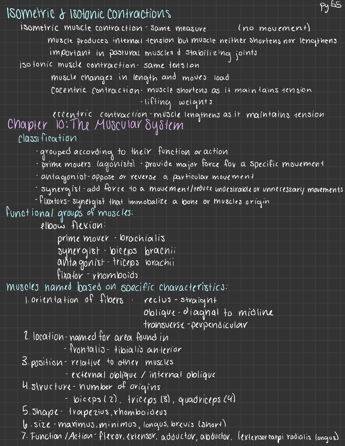 Anatomy And Physiology 11 - Py 55 Isometric 8 Isotonic contractions ...