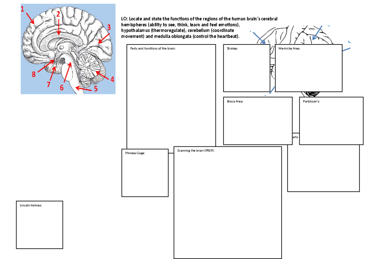 Brain 2011 A3 Sheet - LO: Locate and state the functions of the regions ...
