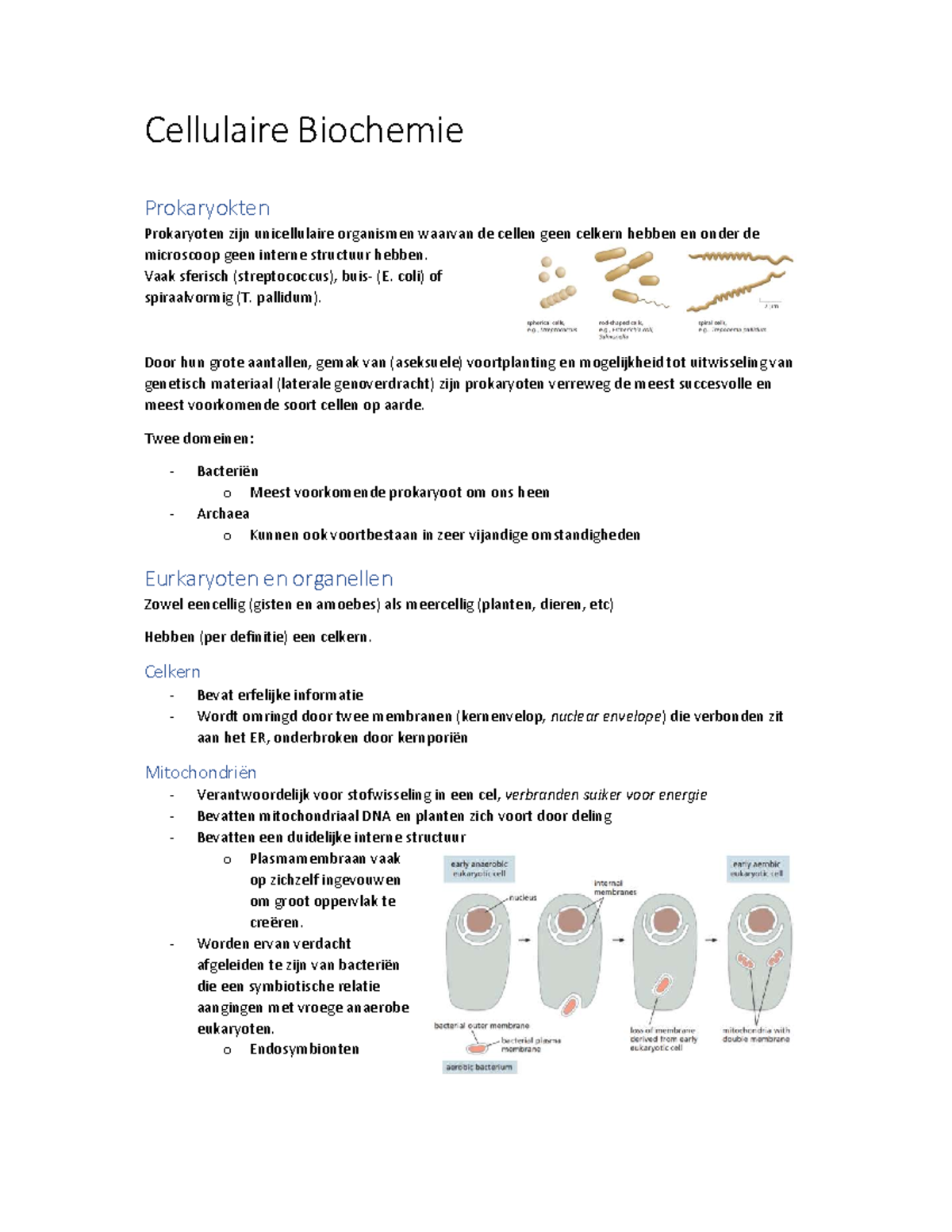 Samenvatting ECB - Cellulaire Biochemie Prokaryokten Prokaryoten Zijn ...