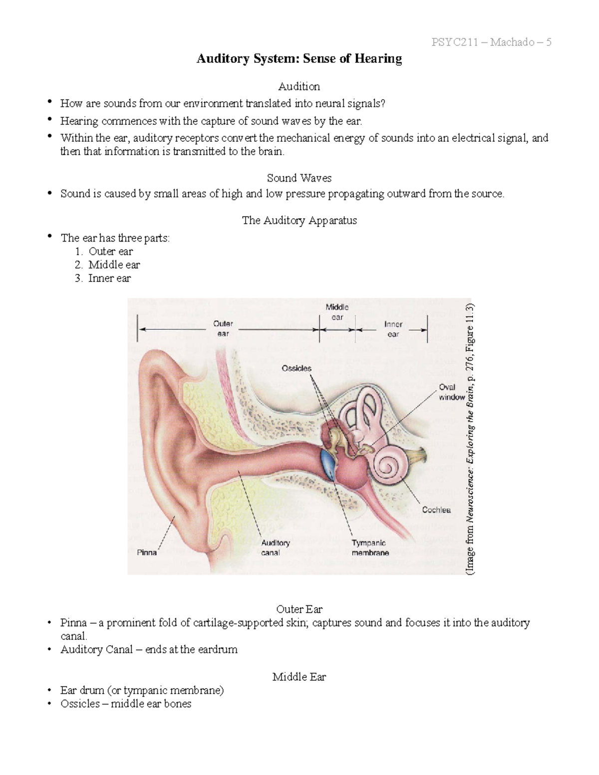 5. Audition - Notes - Auditory System: Sense of Hearing Audition • How ...