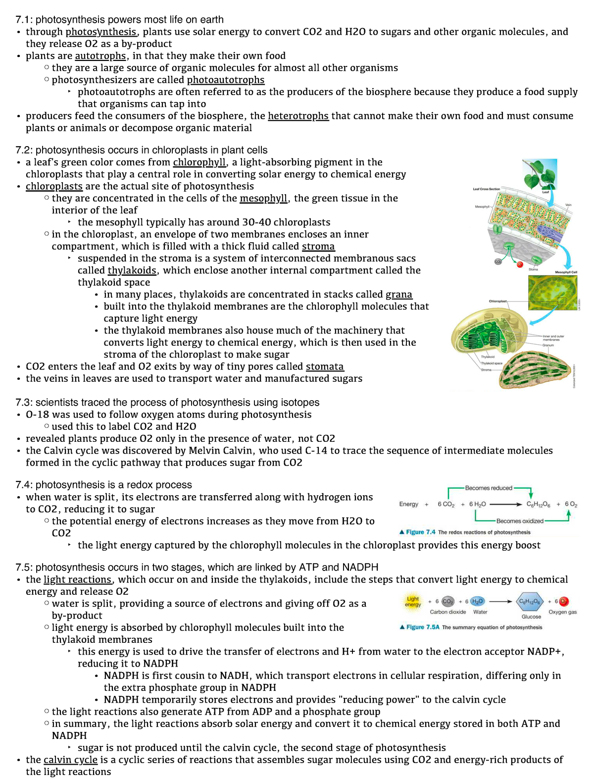 Chapter 7 Photosynthesis - Using Light To Make Food - 7: Photosynthesis ...