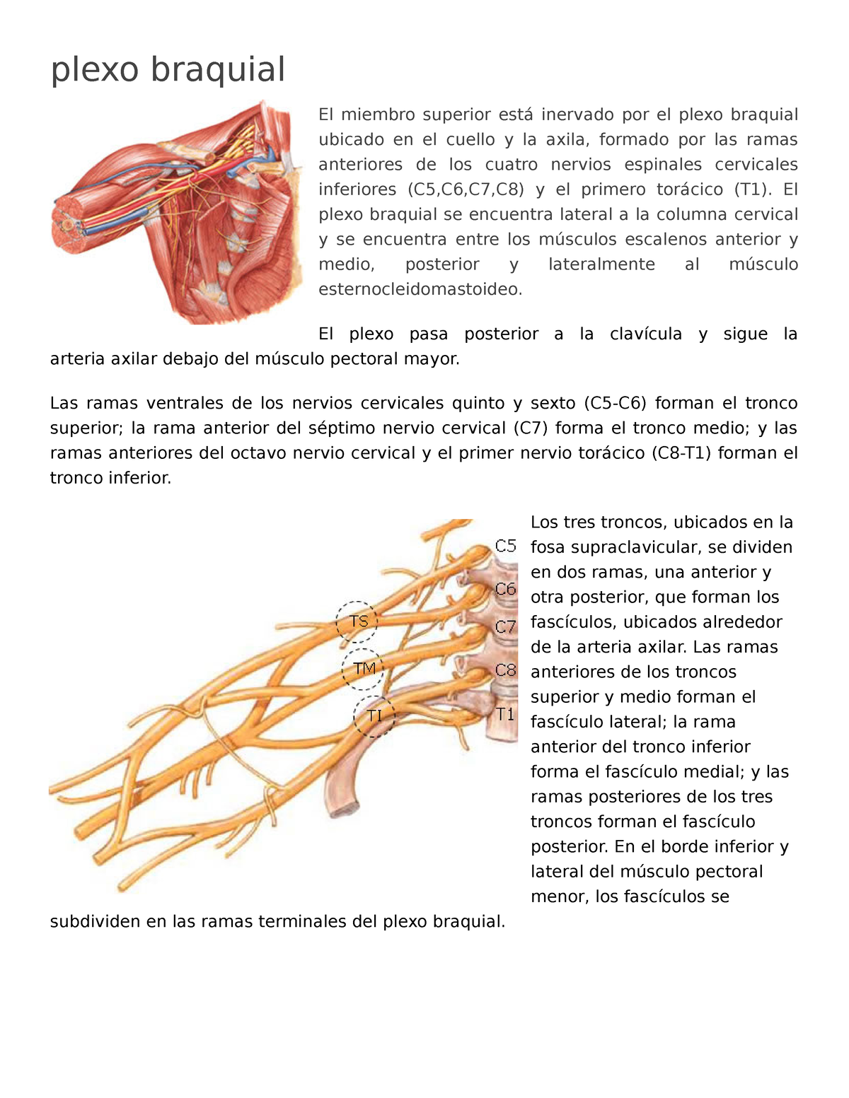 Plexo Braquial - Plexo Braquial El Miembro Superior Está Inervado Por ...