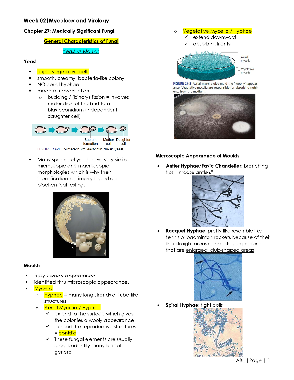 fungi essay