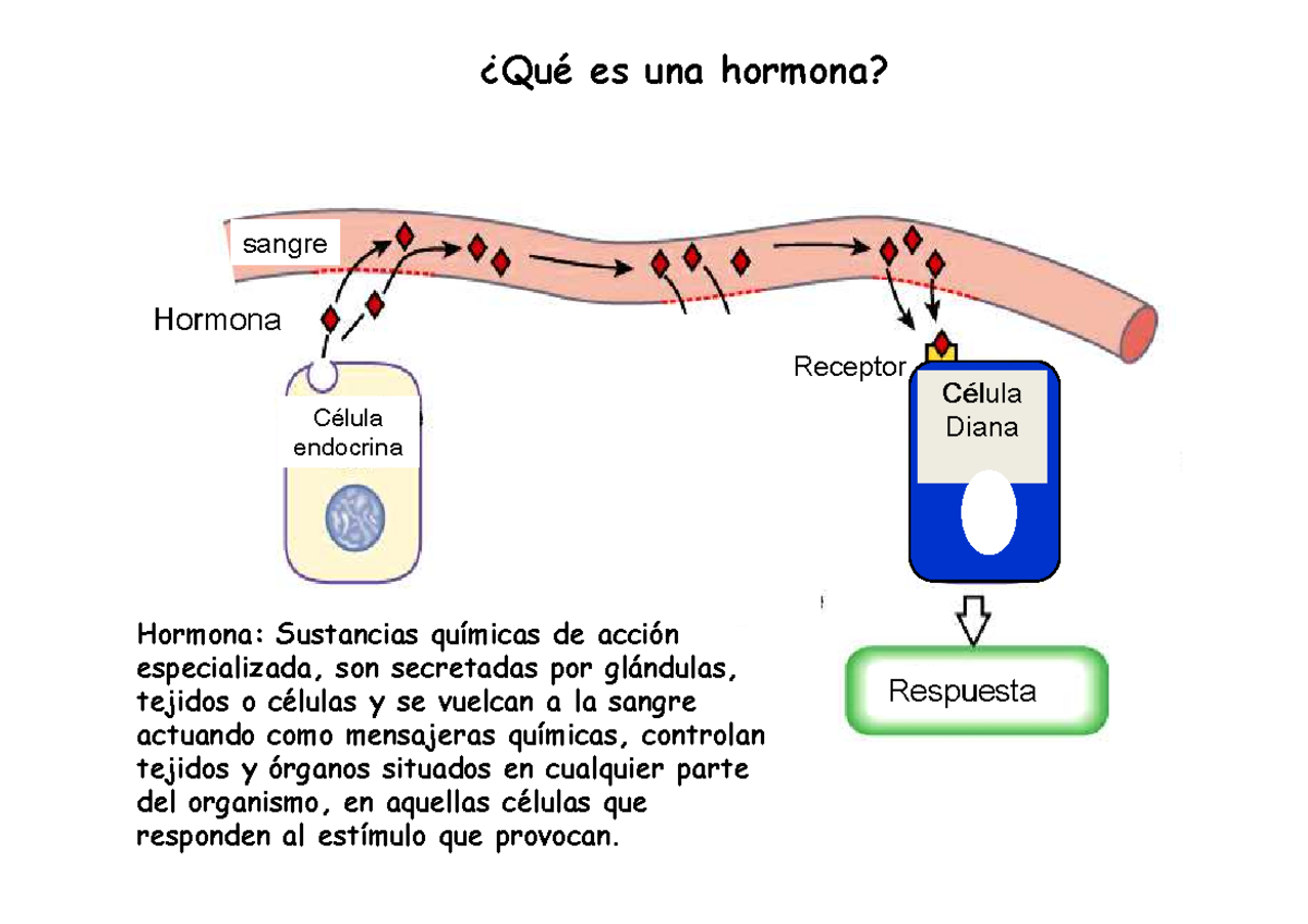 Hormonas - Diana Respuesta Dos Propiedades Que Caracterizan A Las ...