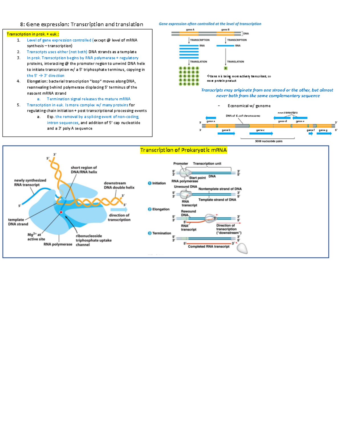 Bio q 4 - Bio 1A quiz 4 notes - 8: Gene expression: Transcription and ...