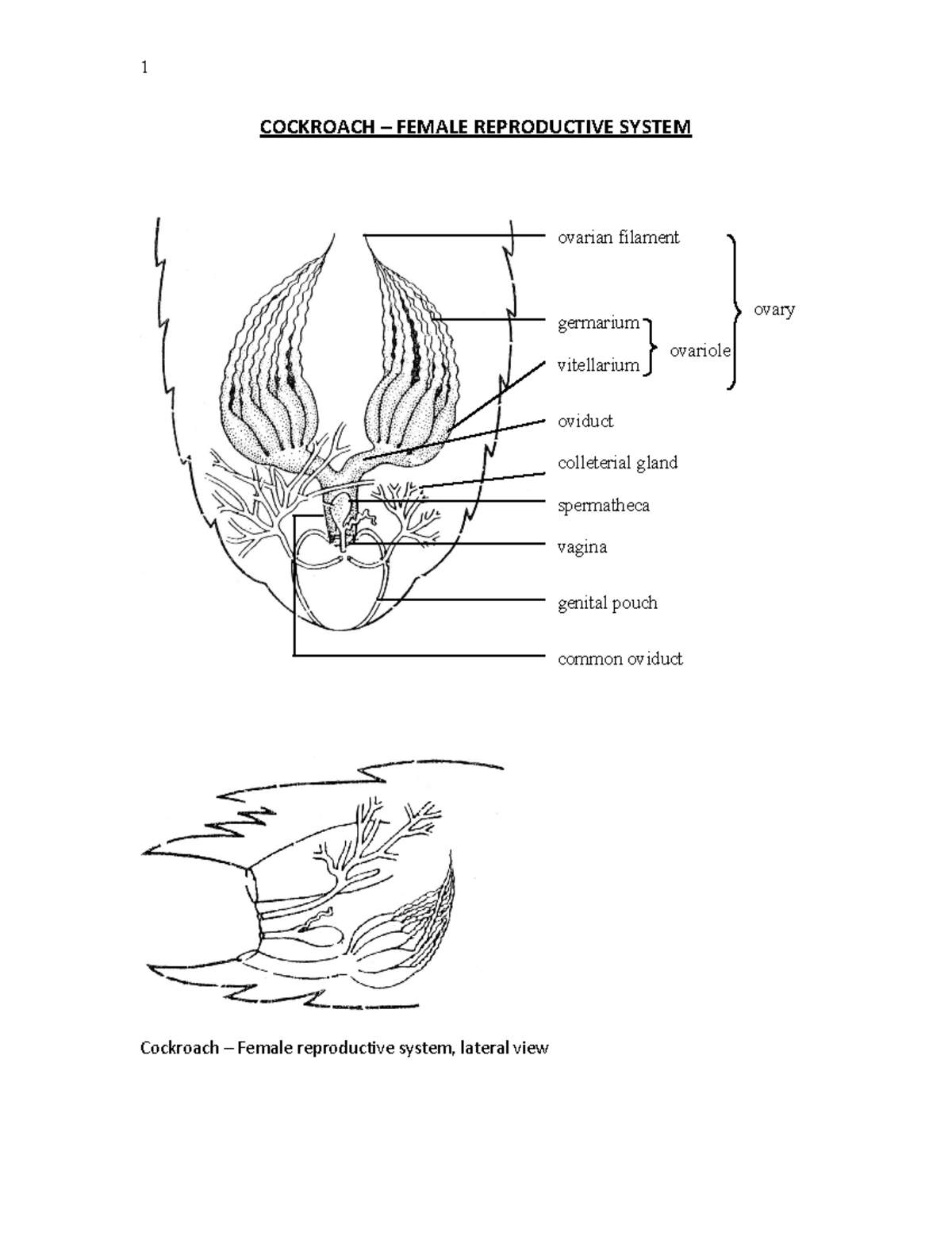 Embryology Practical 2021 - COCKROACH – FEMALE REPRODUCTIVE SYSTEM