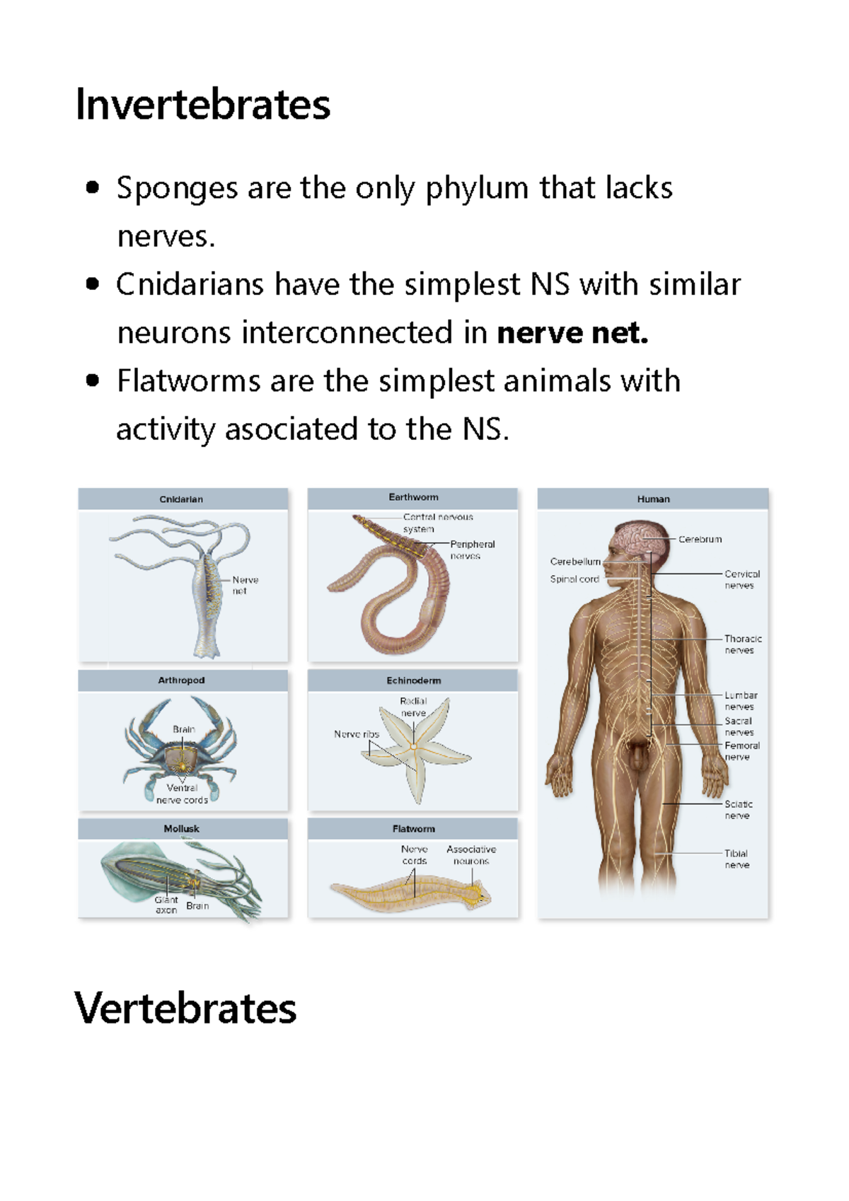 10. The Central Nervous System - Invertebrates Sponges are the only