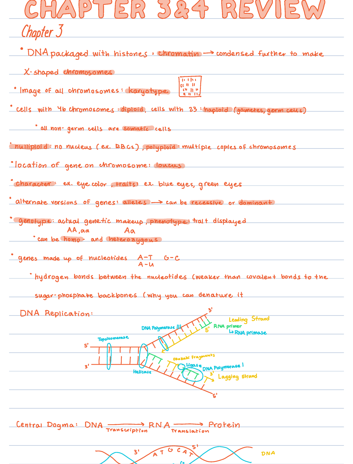 Ch 3-4 Quiz Review - Bio..... - GET I Eh ES FIE O Chapter DNApackaged ...