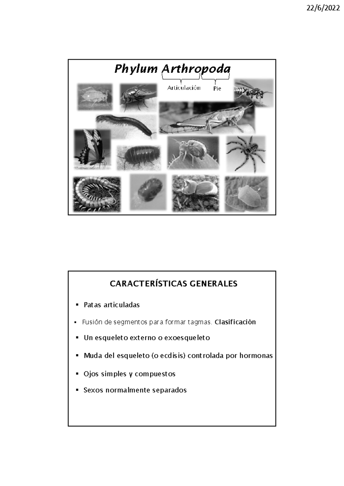 Artrópodos I 2022 - Phylum Arthropoda Articulación Pie CARACTERÍSTICAS ...