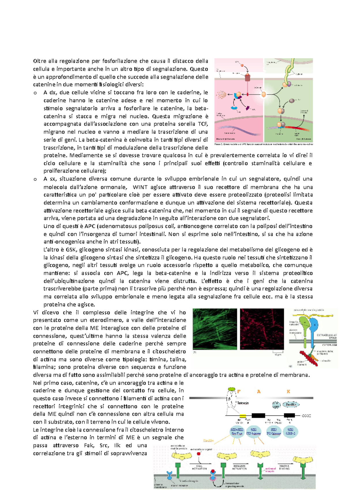 quello che succede alla segnalazione delle catenine in due momenti ...