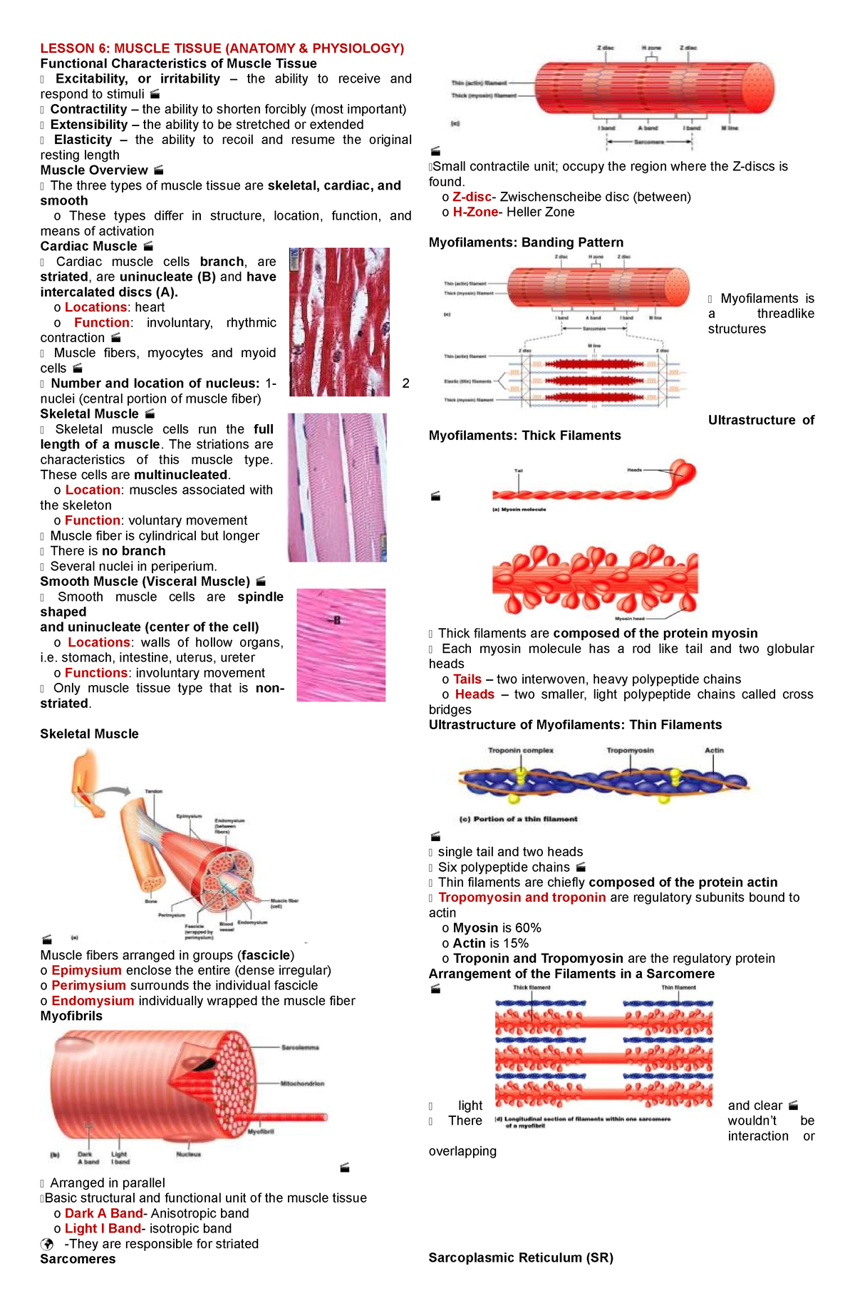 H HIS lec - study hard - LESSON 6: MUSCLE TISSUE (ANATOMY & PHYSIOLOGY ...