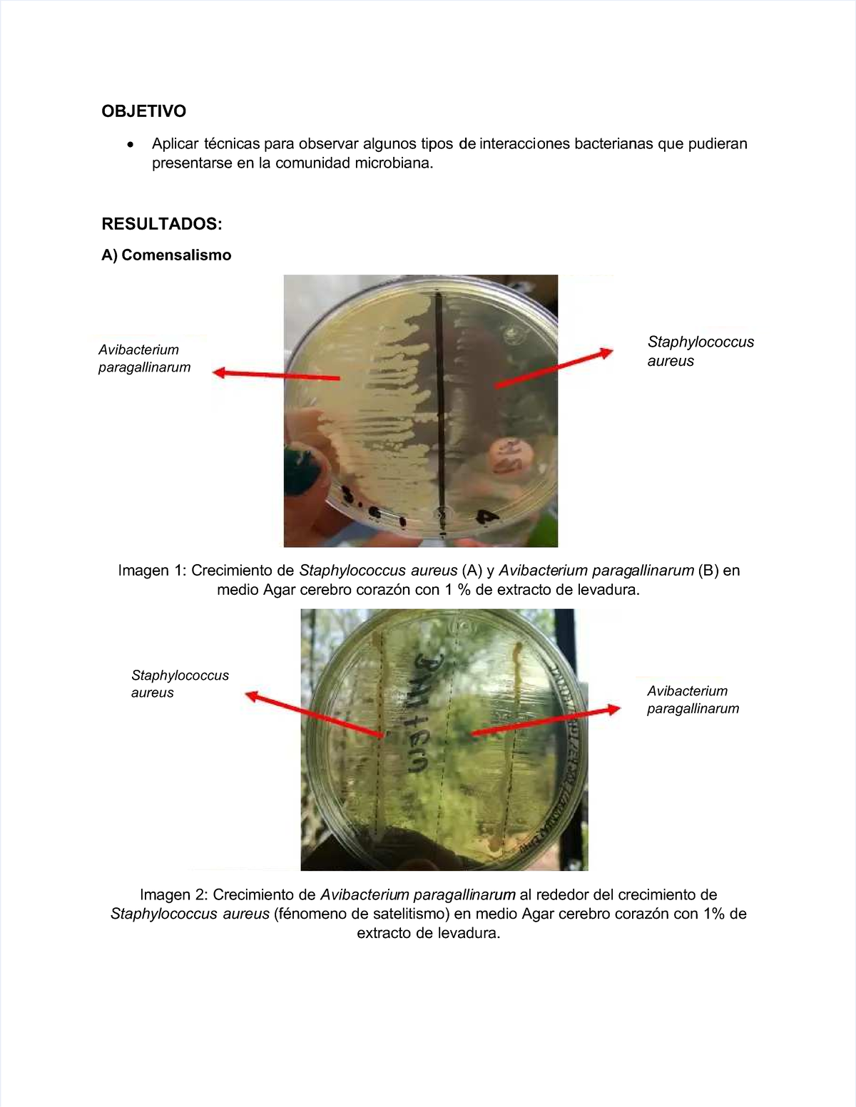 Pdf-ecologia-practica-8-interacciones-microbianas Compress ...