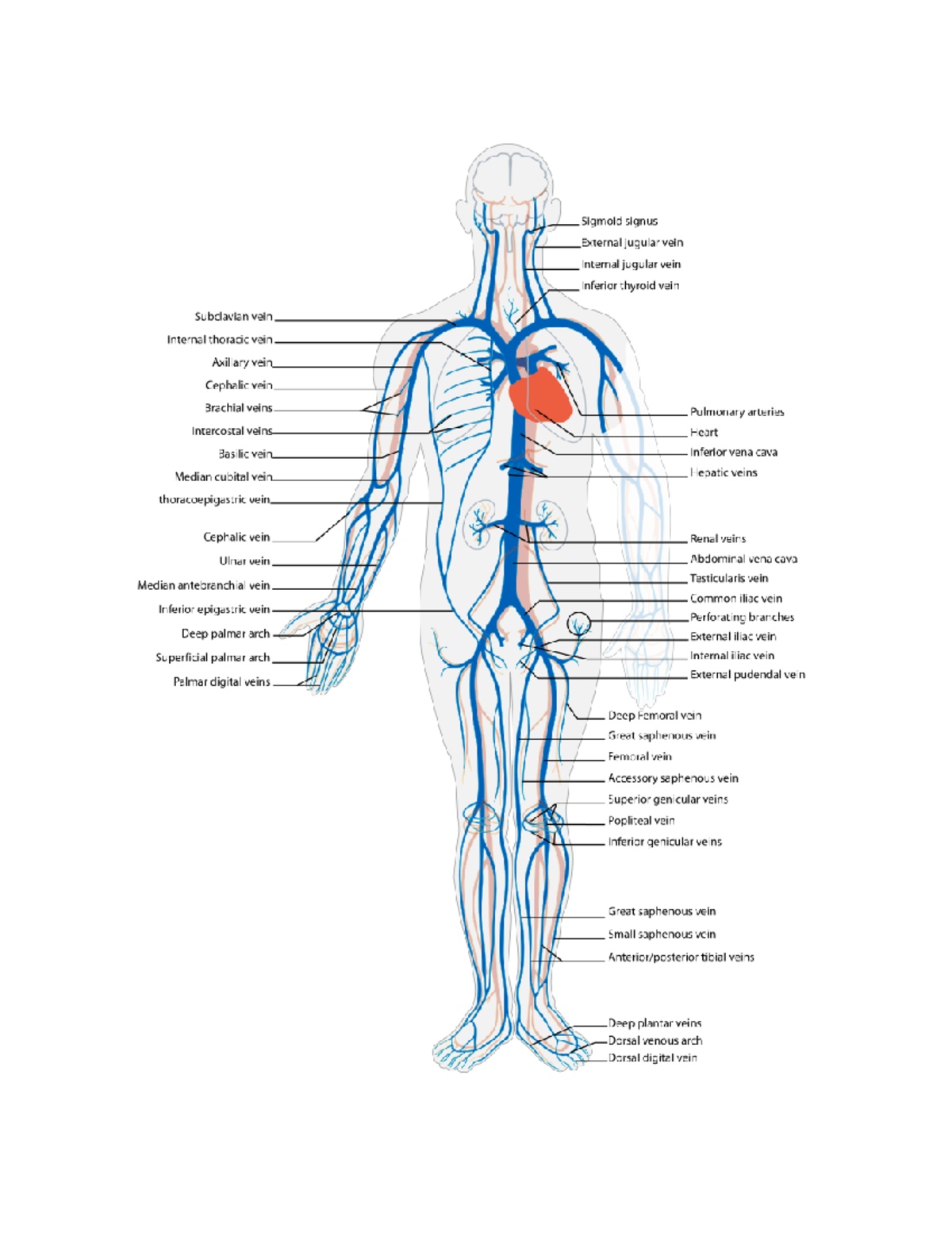 Anatomy and Physiology - Veins of the Human Body - Anat 270 - Studocu