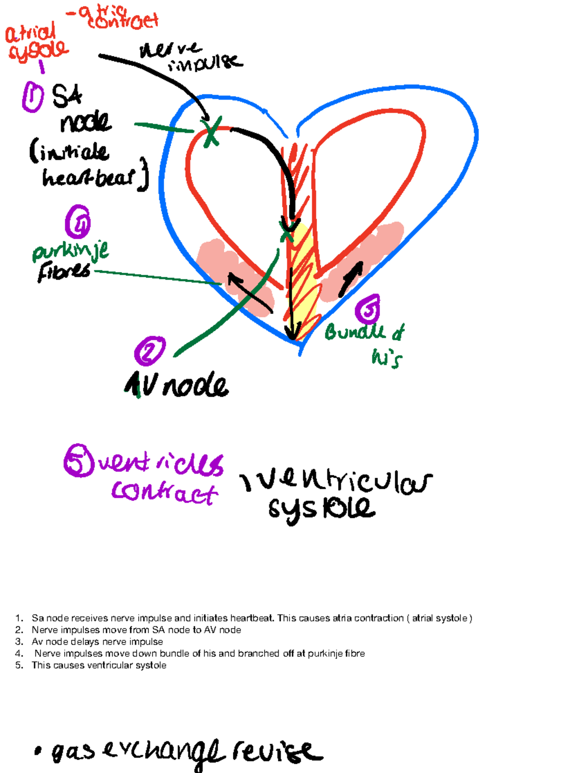 Note 1 May 2024 - Sa node receives nerve impulse and initiates ...