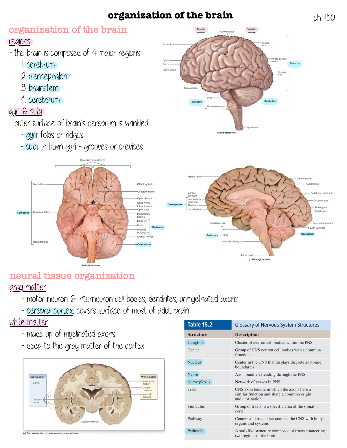 Chapter 15A - Kelli Teager - organization of the brain organization of ...