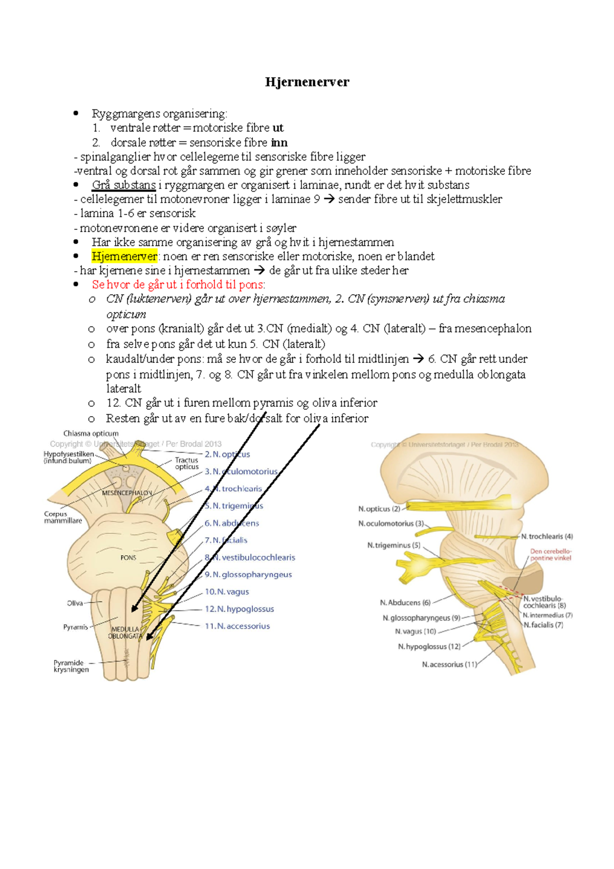 Hjernenerver - Forelesninger I Nervesystemet - Hjernenerver Ryggmargens ...