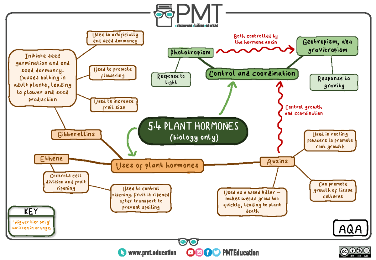 Mind Map 5 - Mind Map - 5 Plant Hormones Control And Coordination Both 