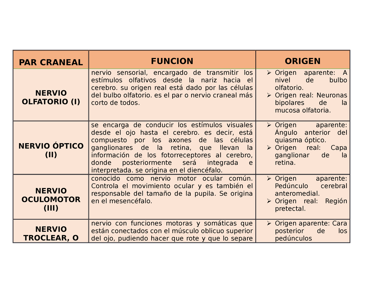 origen del nervio olfatorio