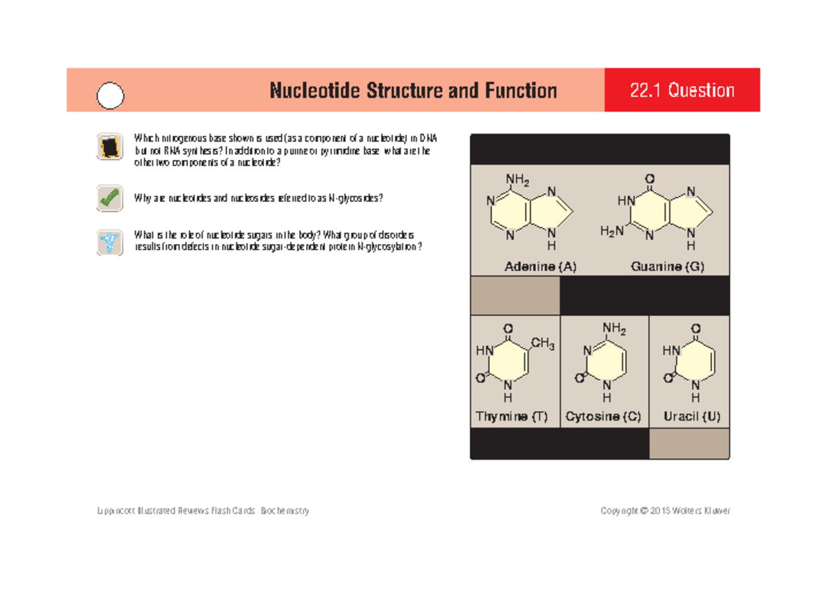 medical biochemistry - Nucleotide Structure and Function 22 Question ...