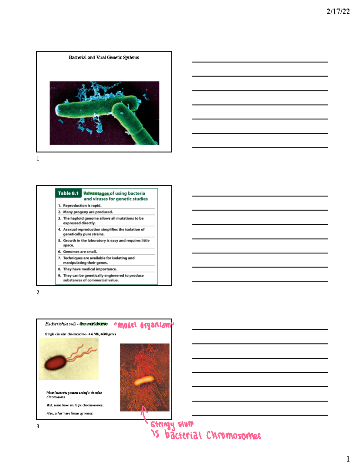 Ch+8s - In class lecture given by Dr.Tsai - Bacterial and Viral Genetic ...