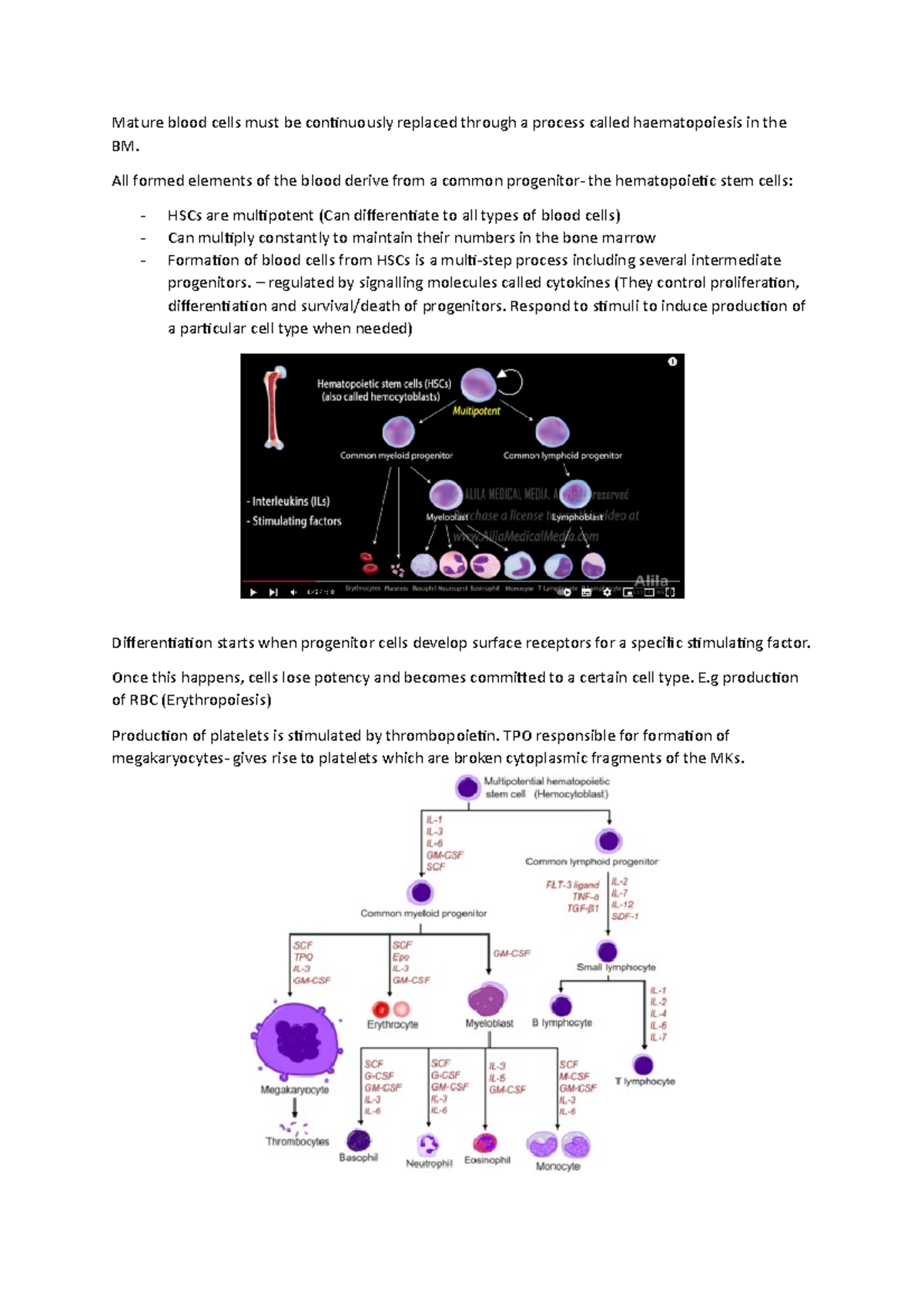 1 Chart Of Haematopoiesis 15 Platelets Erythrocytes Download