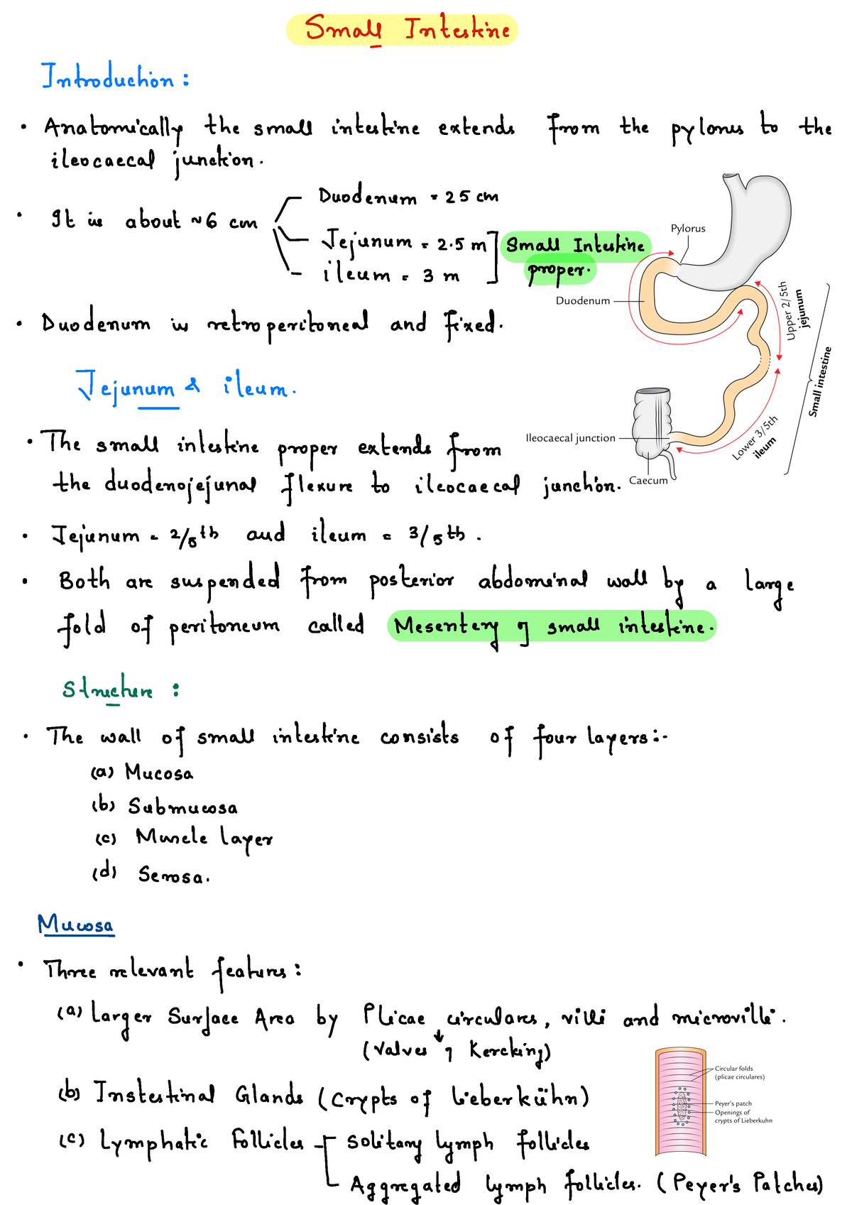 Abdominal Organ - Small Intestine - Small Intestine Introduction ...