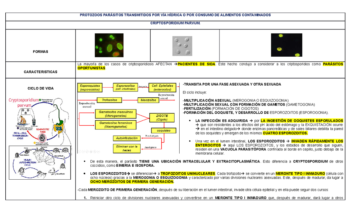 ciclo de vida del criptosporidio