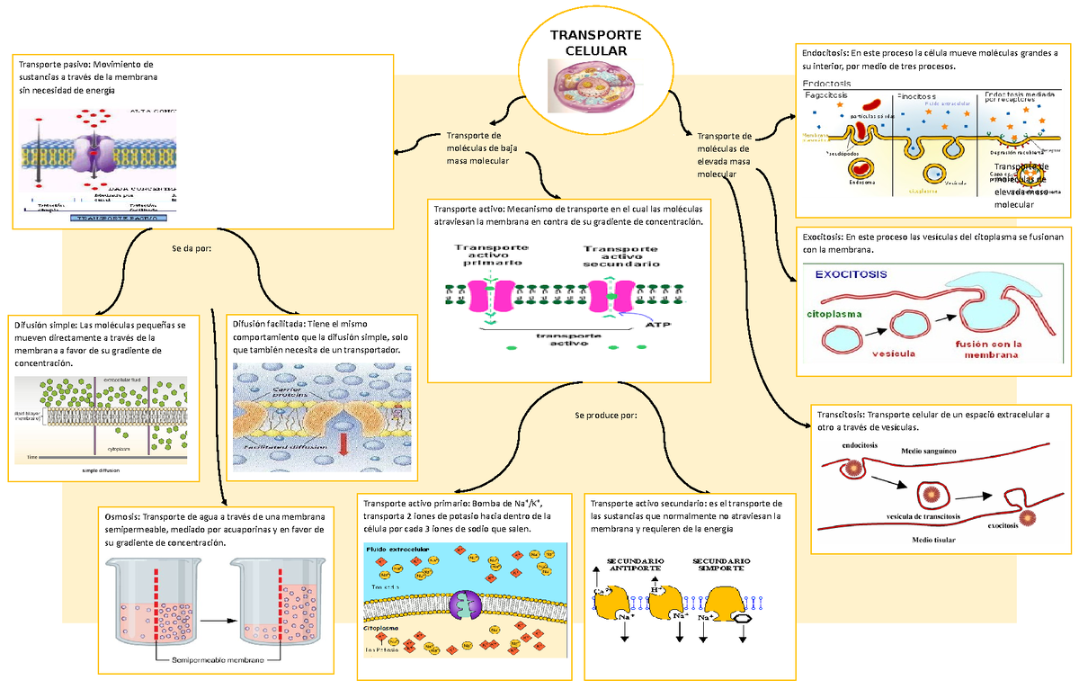 Tipos De Transporte Celular Mapa Conceptual Image To U 6861