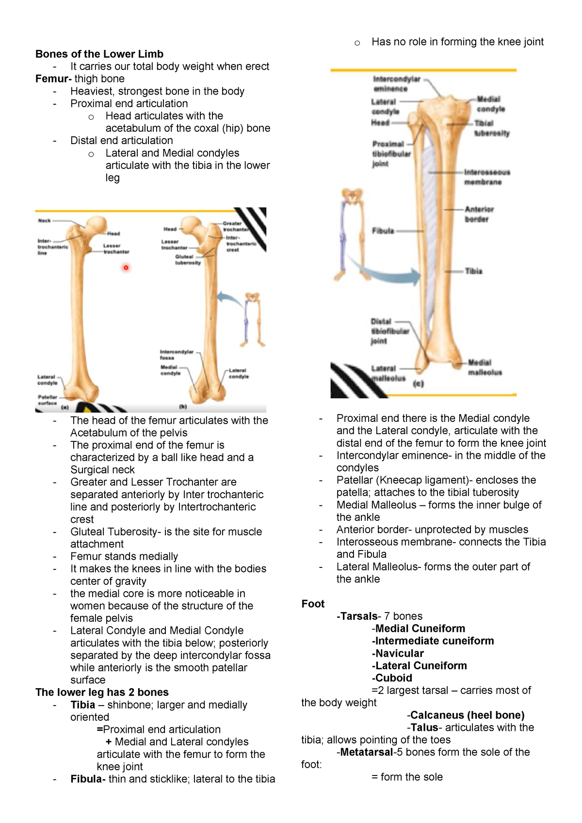 Bones of the lower limb - Bones of the Lower Limb - It carries our ...