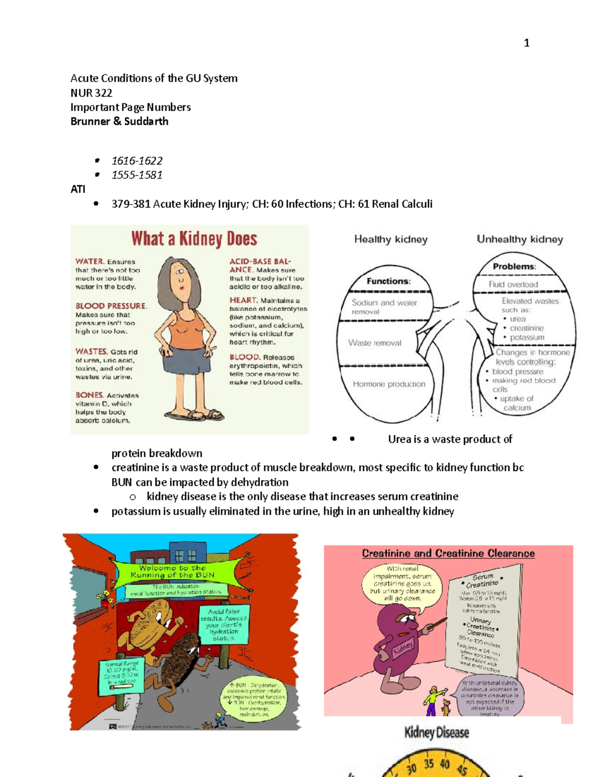 Acute Conditions of the GU System - Coli o Most common in E. coli ...