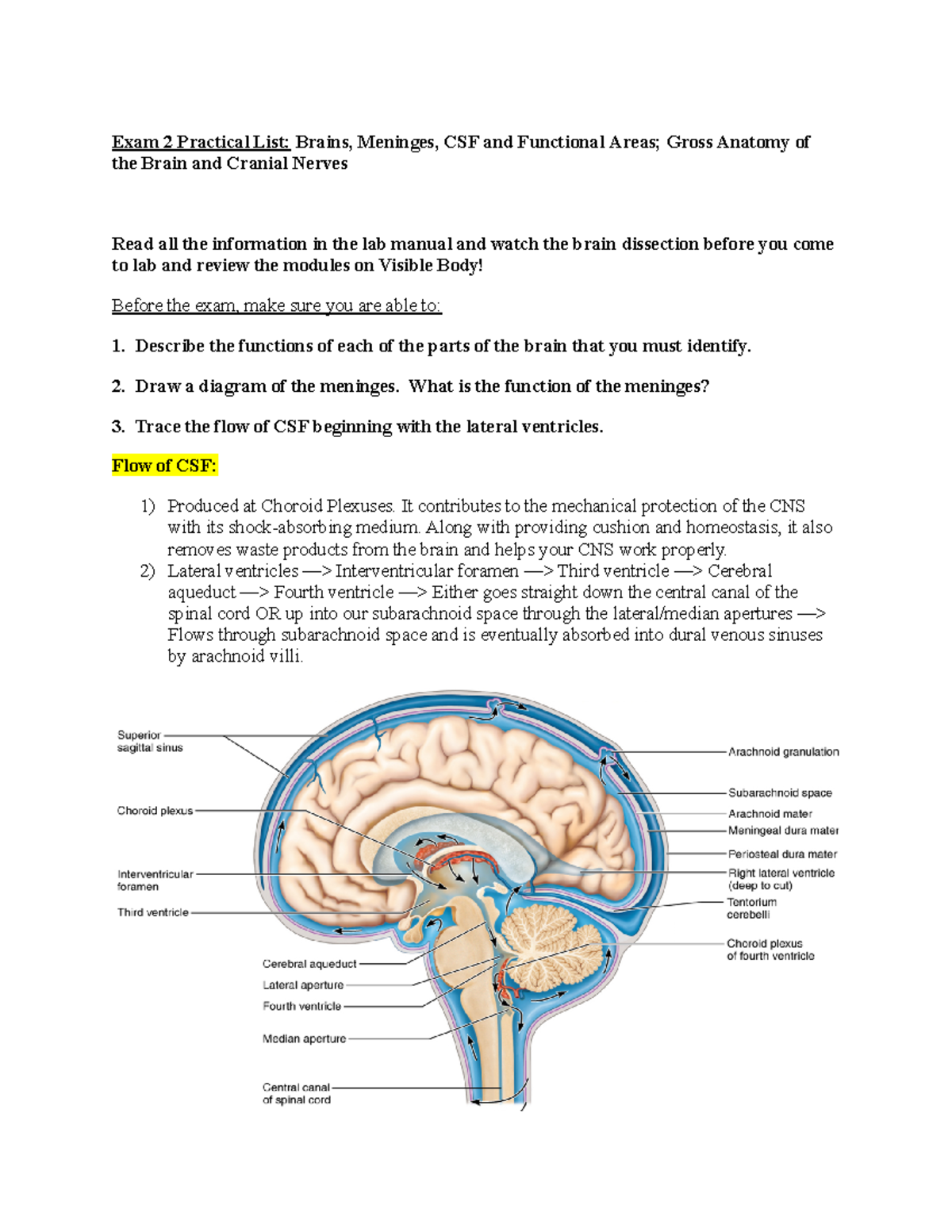 Exam 2 Practical List Brains, Meninges, CSF And Functional Areas; Gross ...