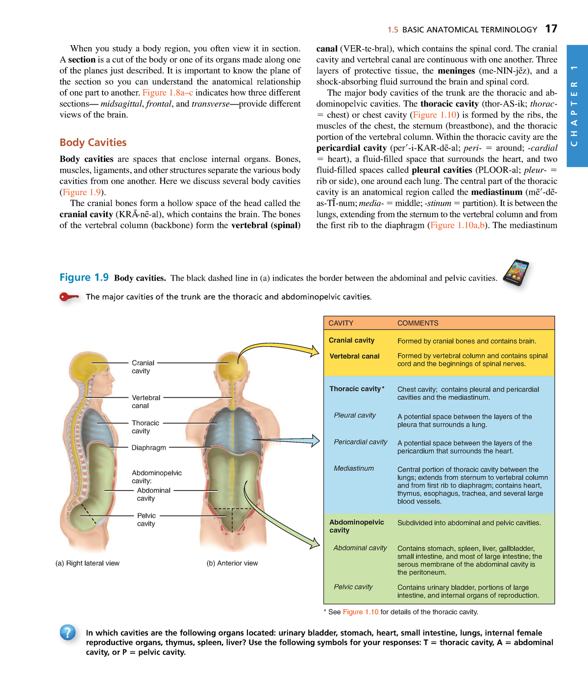 Anatomyand Physiology-17 - 1 BASIC ANATOMICAL TERMINOLOGY 17 C H A P T ...