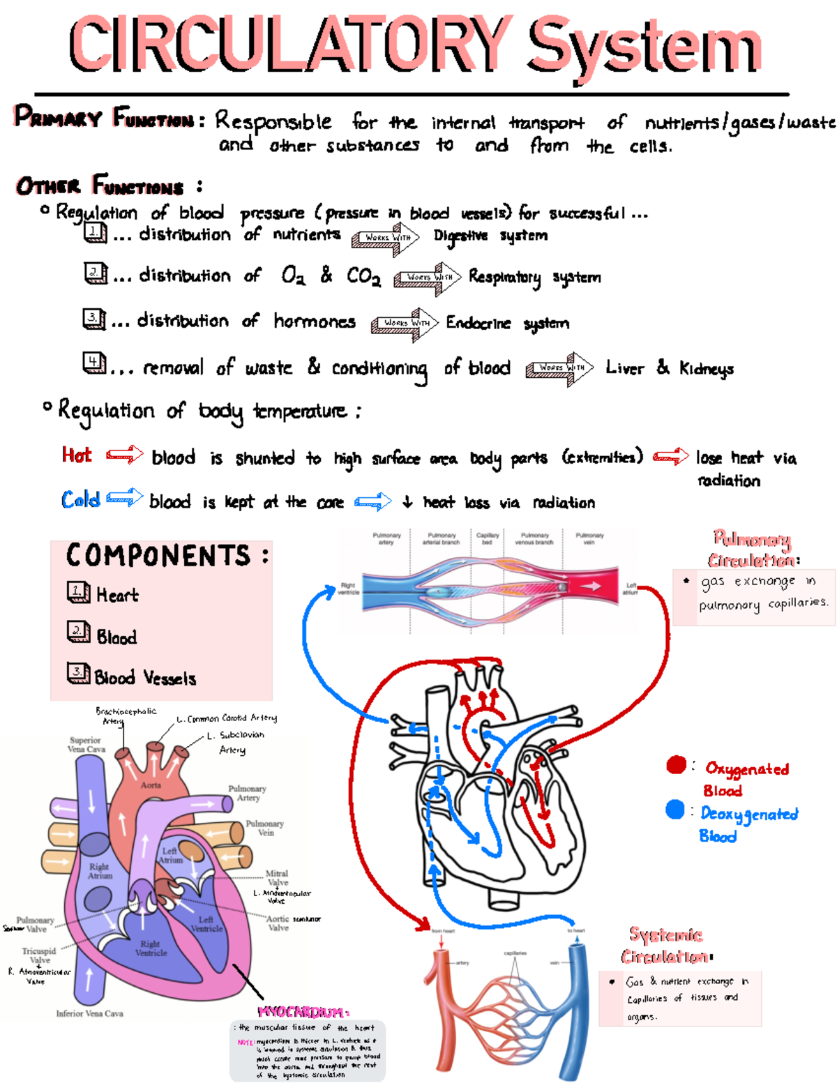 Circulatory System (Anatomy and Physiology) - CIRCULATORY System ...