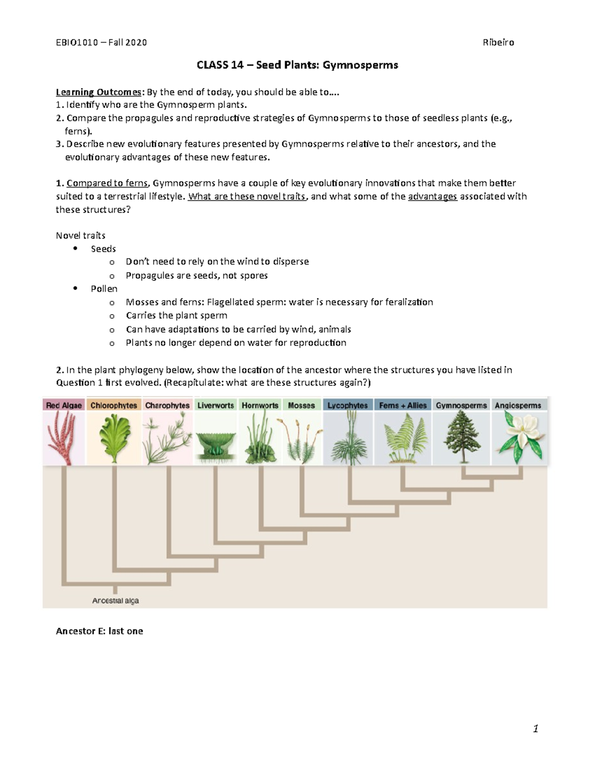 Class 14 – Handout - CLASS 14 – Seed Plants: Gymnosperms Learning ...
