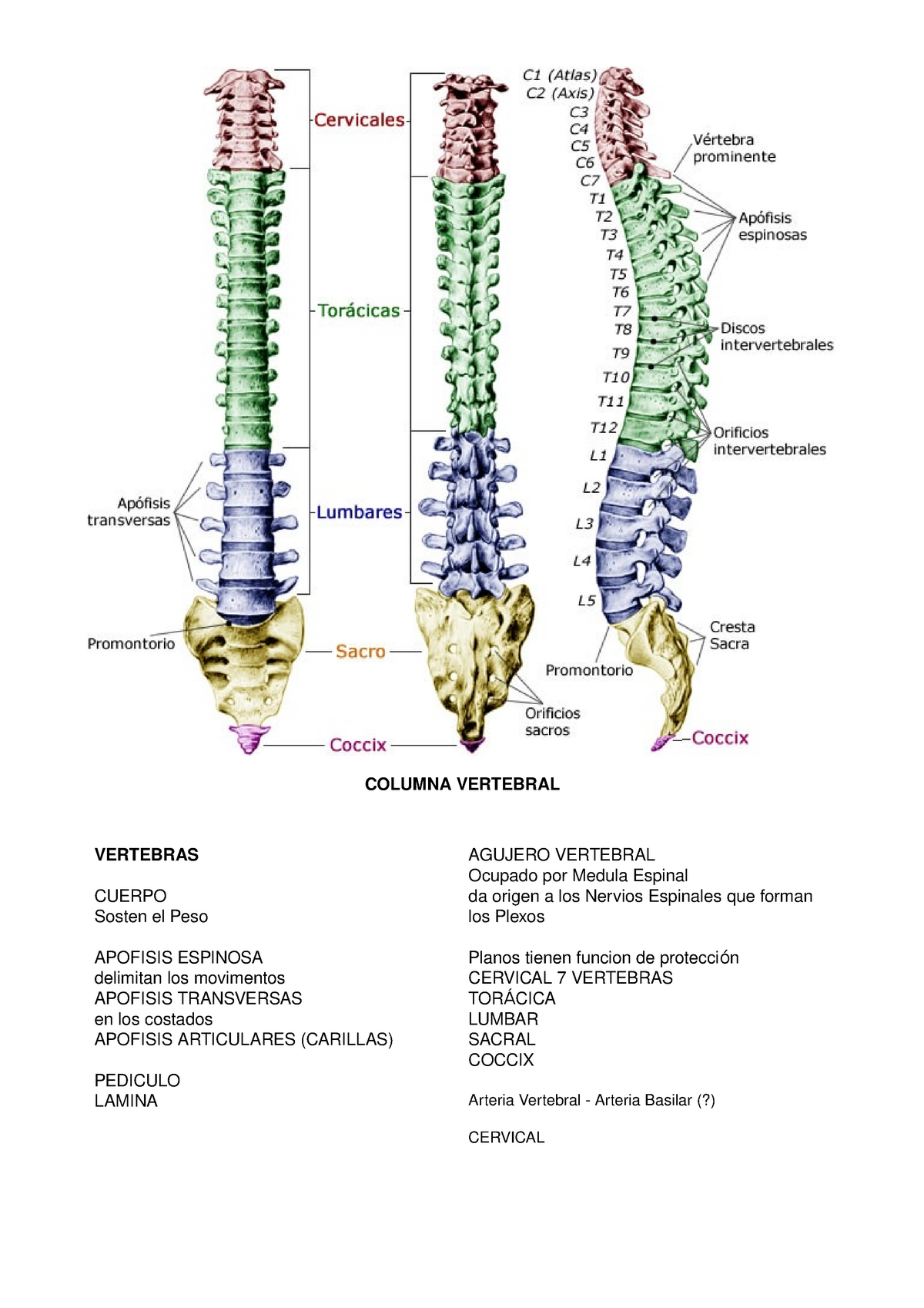 Anato 4 Raquis Columna Vertebral Vertebras Cuerpo Sosten El Peso Apofisis Espinosa Delimitan Los Movimentos Apofisis Transversas En Los Costados Apofisis Studocu