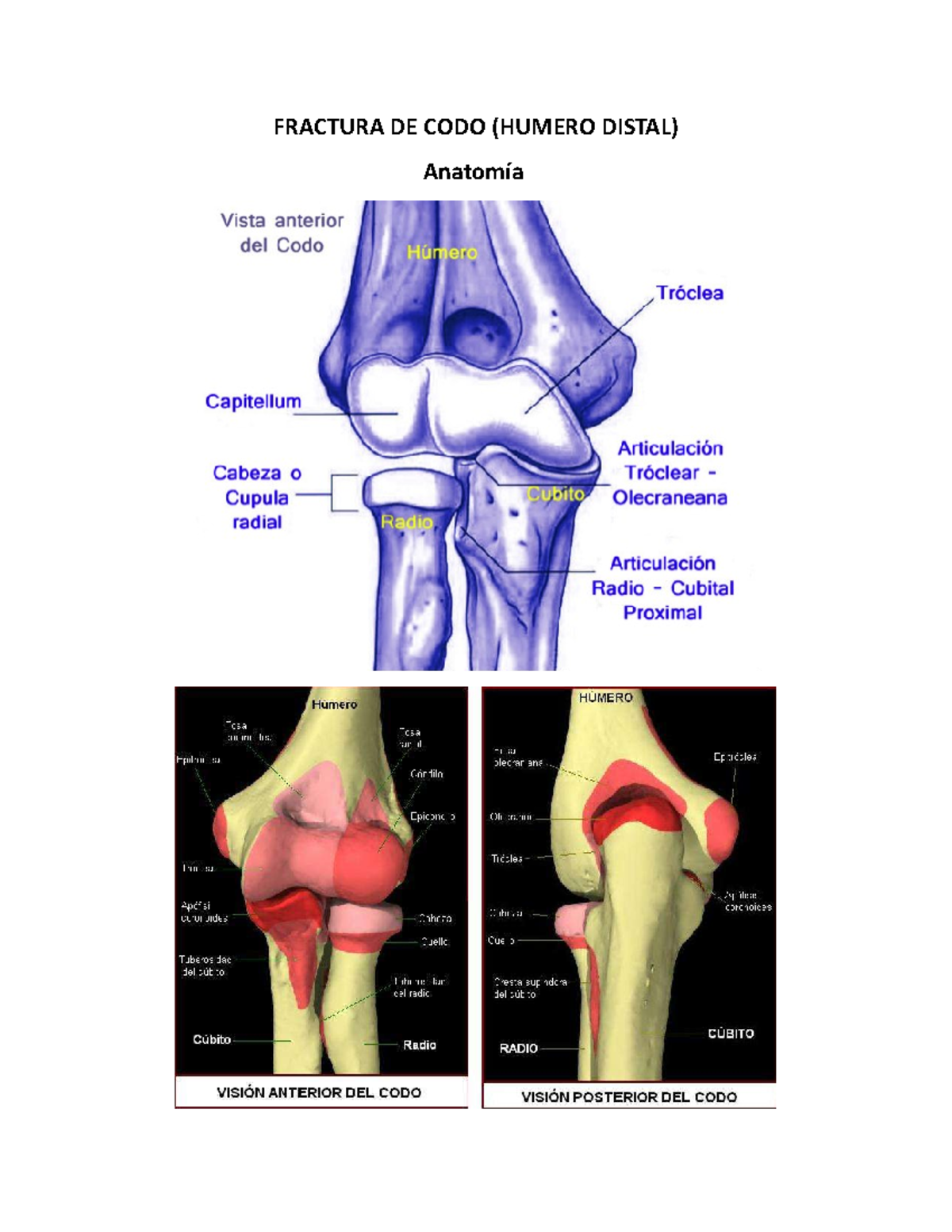 apófisis coronoides de fractura de cúbito