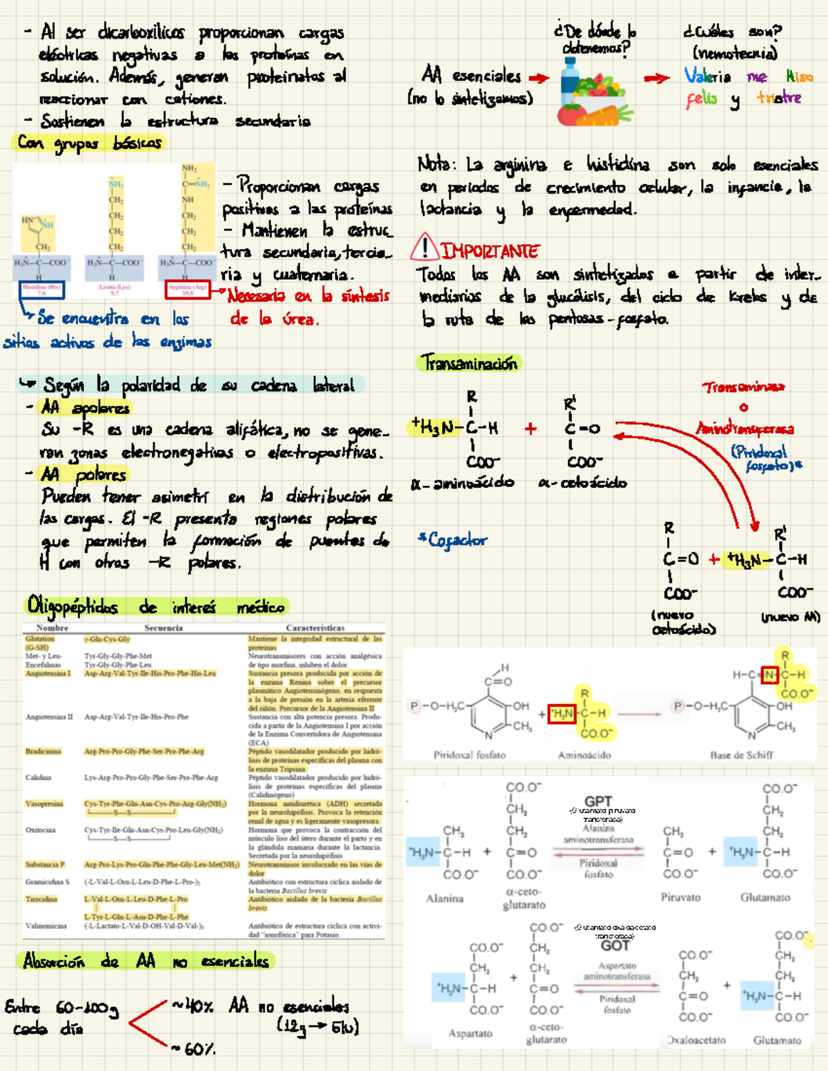 Aminoácidos - En El Curso De Bioquímica Un Tema Importante Es El Tema ...