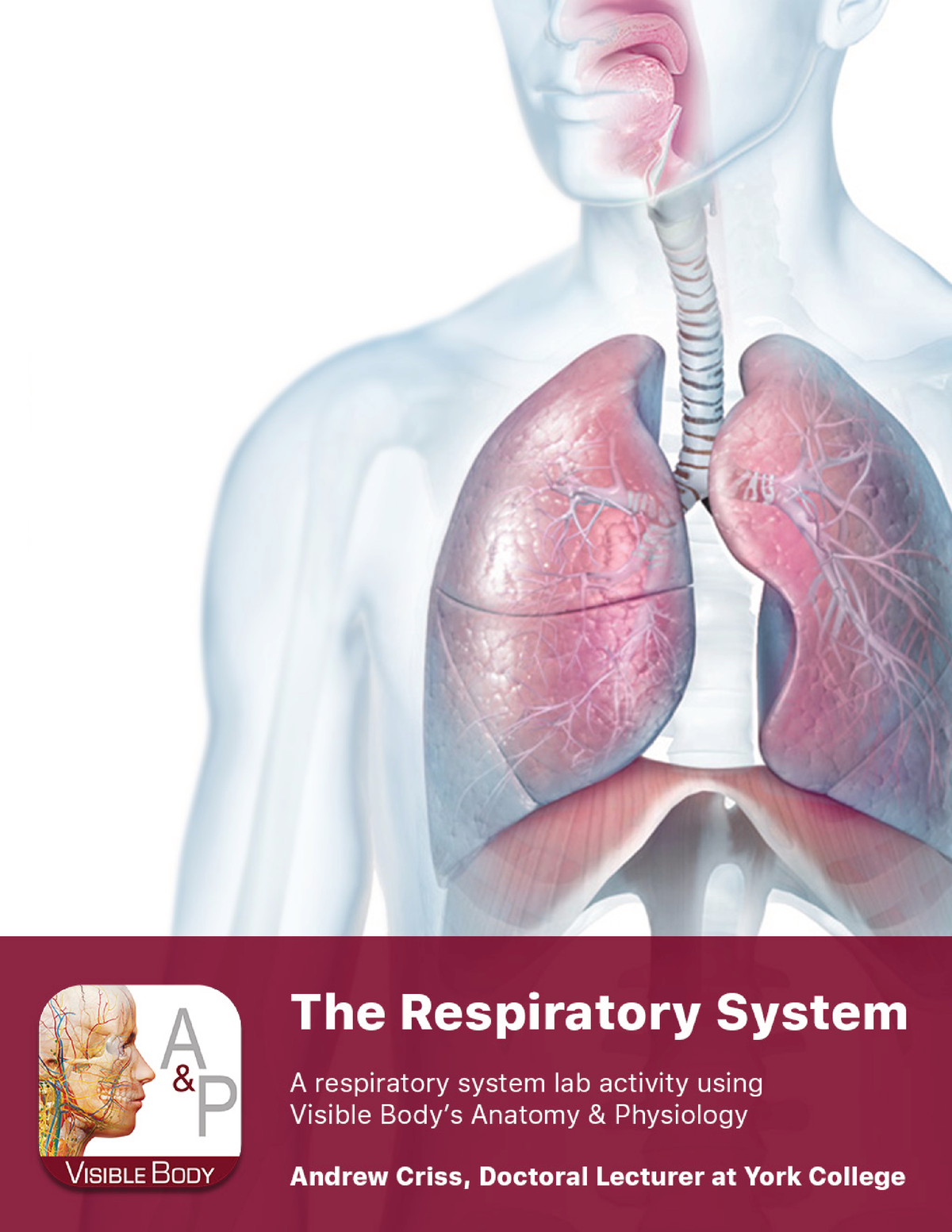 Lab manual respiratory a+p-2 - PRE-LAB EXERCISES Open the A&P app, and ...