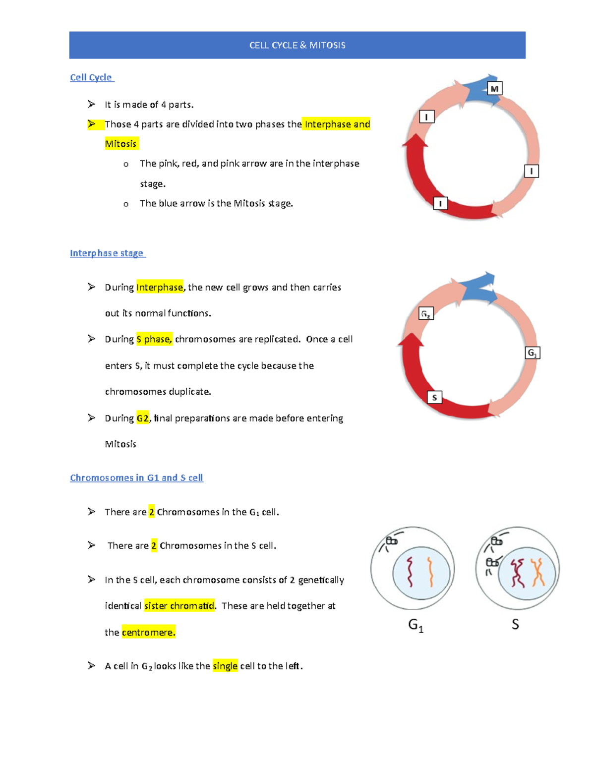 cell-cycle-lecture-notes-chapter-5-cell-cycle-it-is-made-of-4-parts