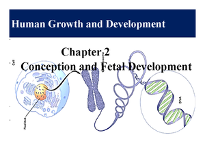 Prenatal development Birth - Chapter 3 Prenatal Development and Birth ...
