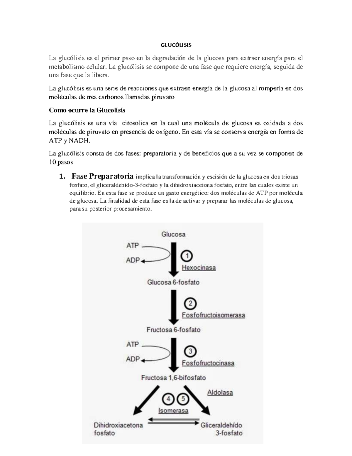 Gluclisis Resumen Sobre Las Reacciones De La Glucolisis Gluc Lisis La Gluc Lisis Es El