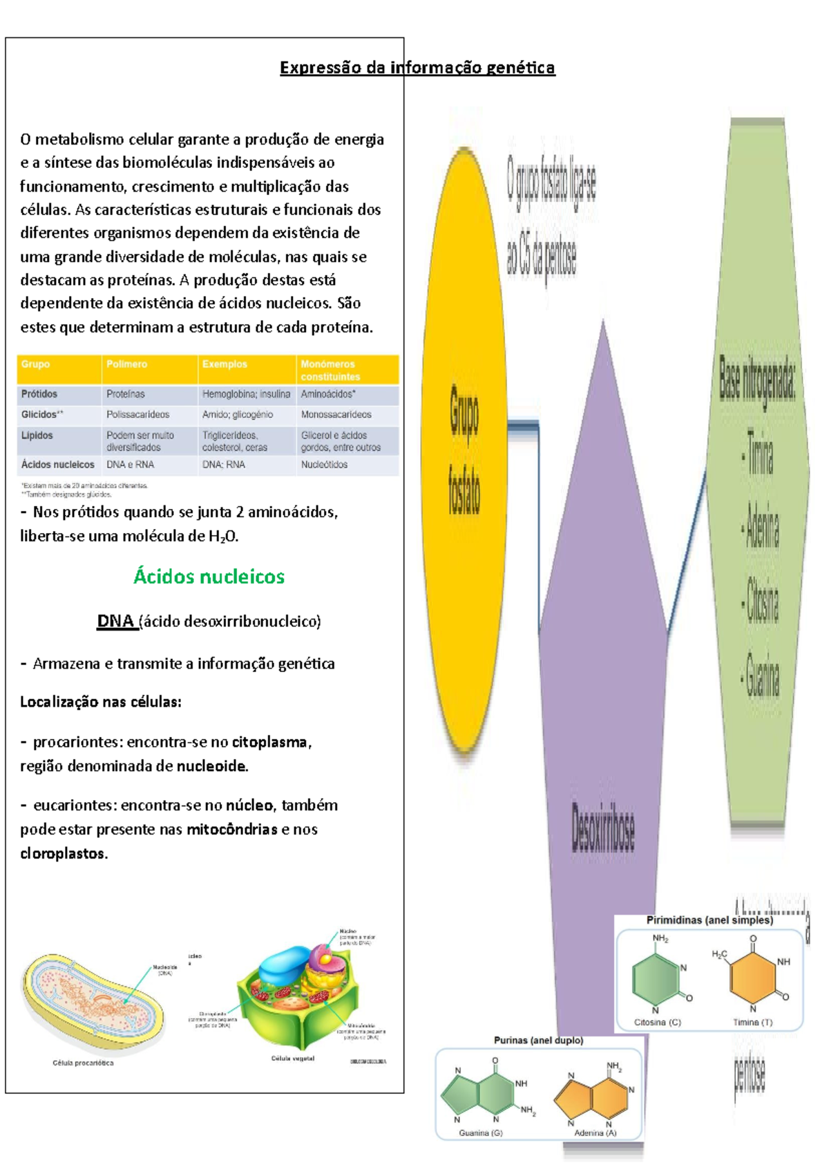 Diagrama De Expressao Genetica