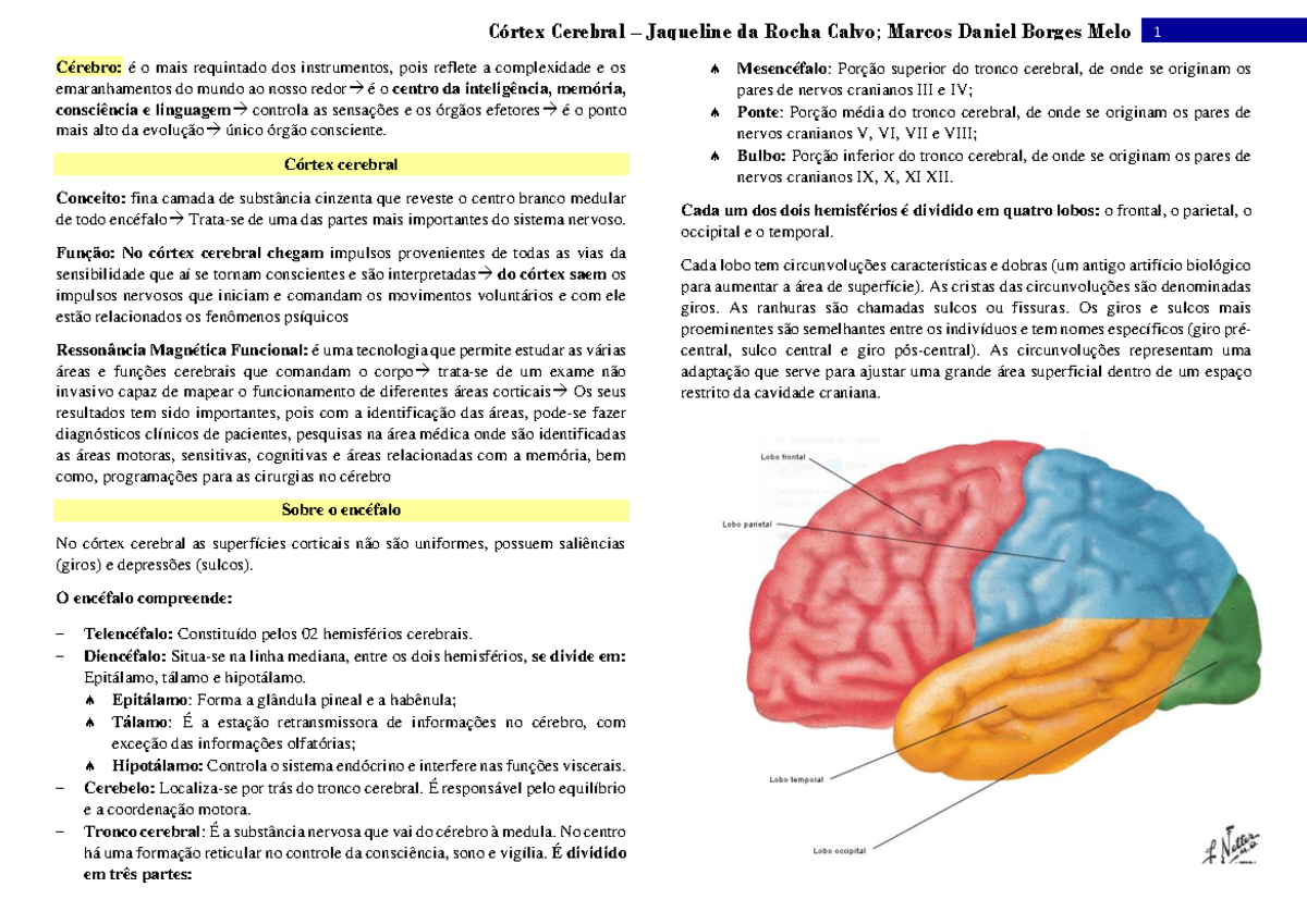 Resumo - Anatomia Do Córtex Cerebral - Cérebro: é O Mais Requintado Dos ...