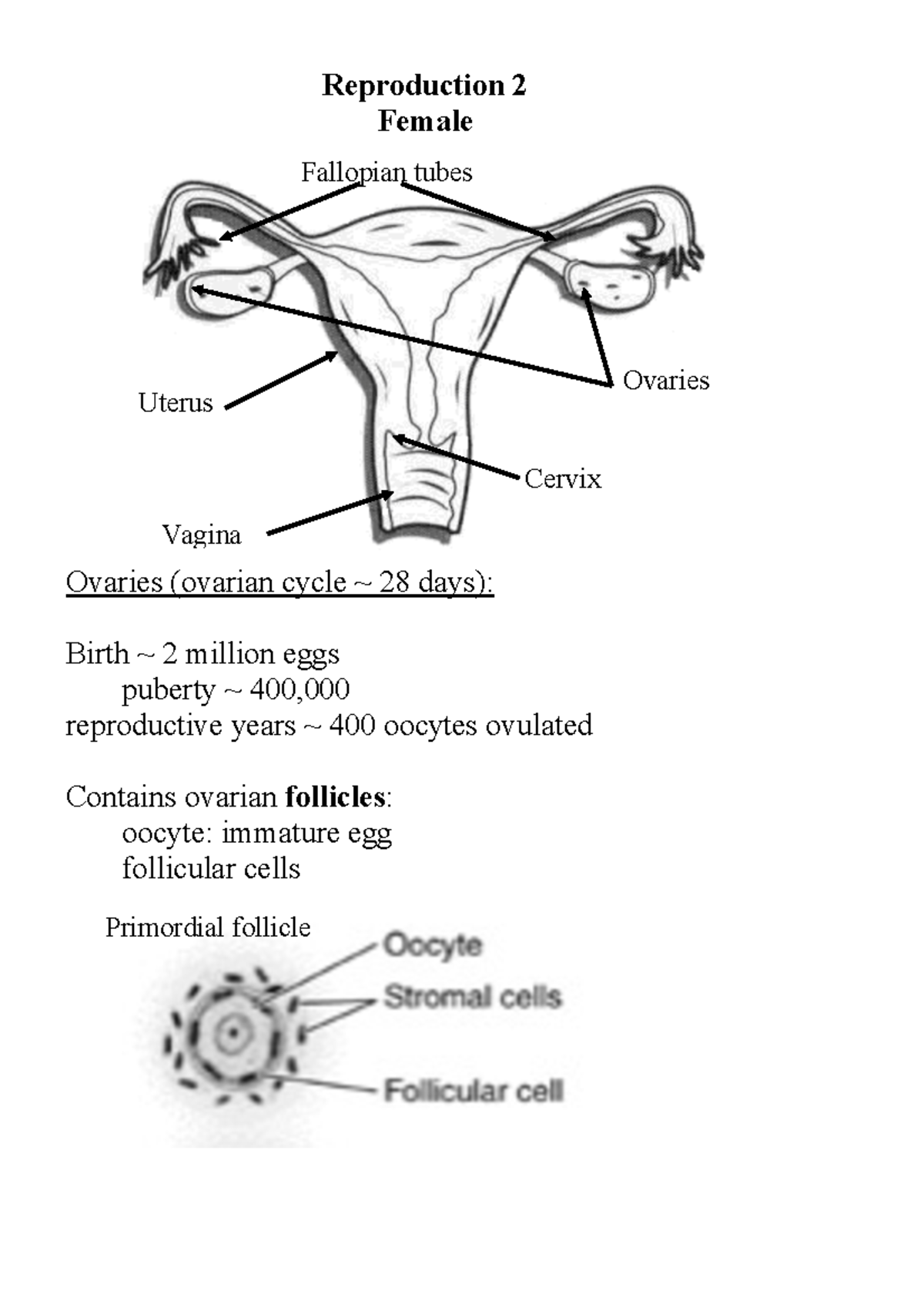 Reproduction-endocrinology 2 - Reproduction 2 Female Ovaries (ovarian ...