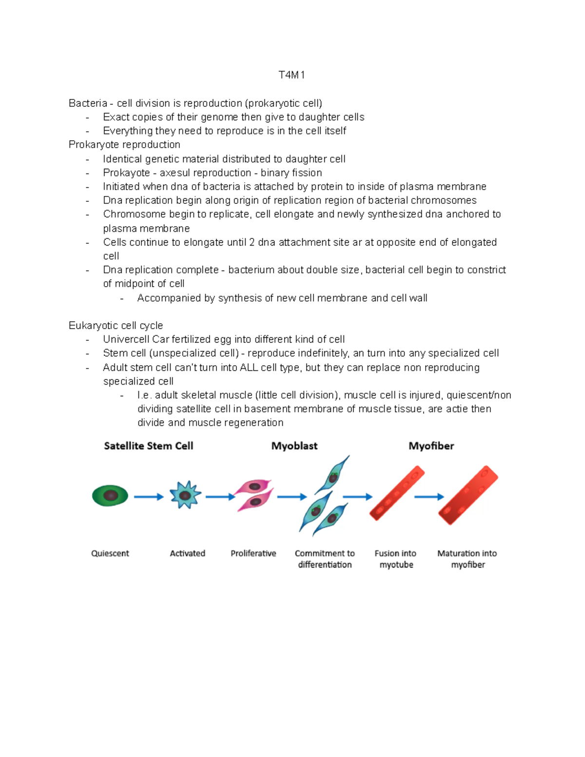 Biology test 3 - script but organized - T4M Bacteria - cell division is ...