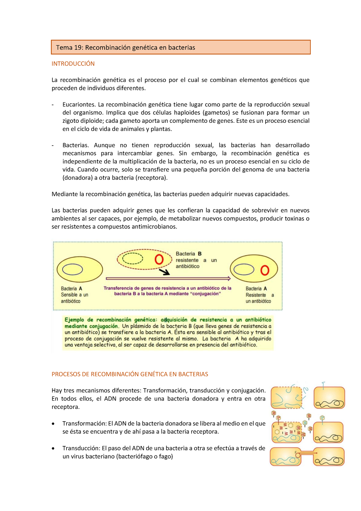 proceso de conjugación bacteriana