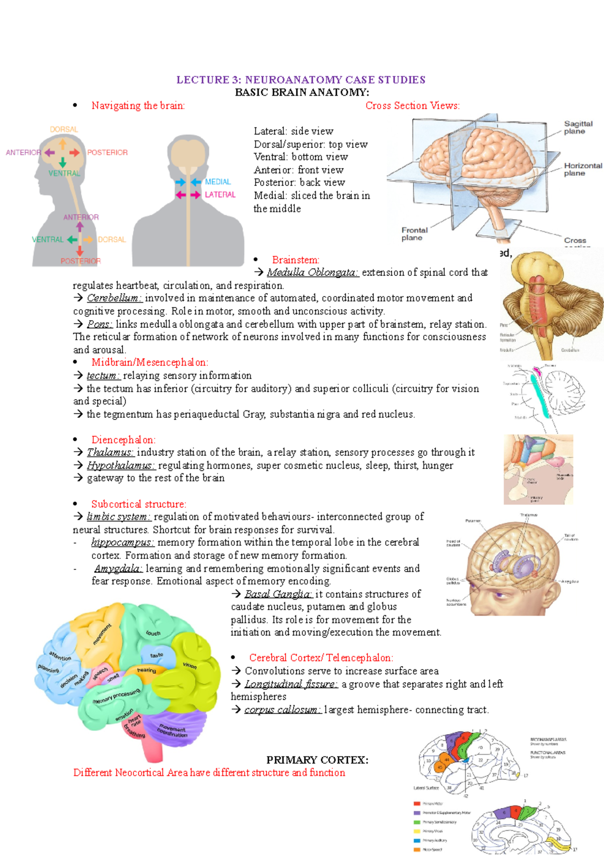 Lecture 3- Neuroanatomy case studies - LECTURE 3: NEUROANATOMY CASE ...