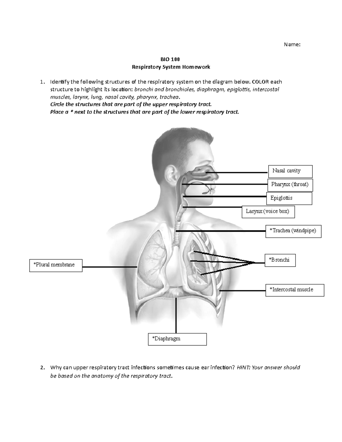 Respiratory System Homework f18 - Name: BIO 100 Respiratory System ...