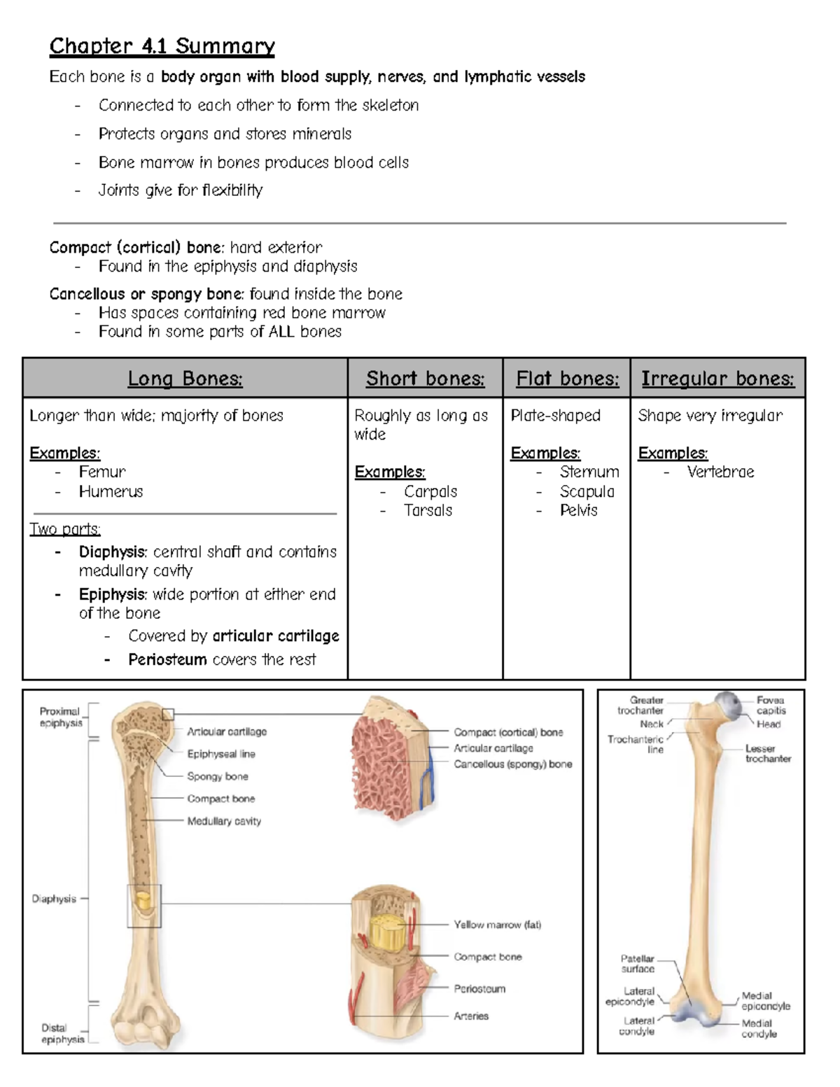 Chapter 4 - Skeletal System Summary - Chapter 4 Summary Each bone is a ...