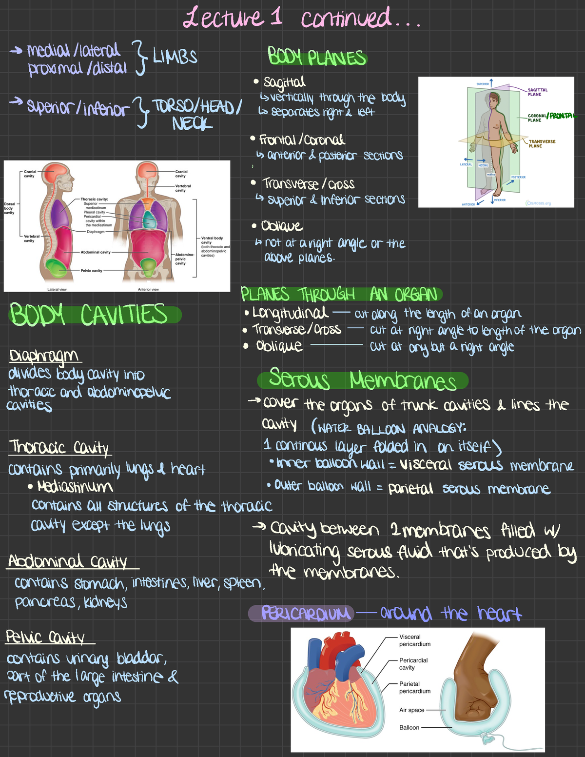 Lectures 1-6 Embryology and Development - Lecture I continued .. . → ...